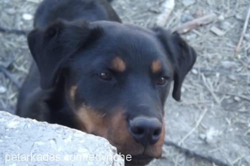 ares Erkek Rottweiler