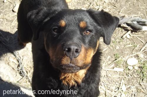 ares Erkek Rottweiler