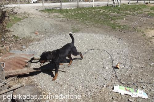 ares Erkek Rottweiler