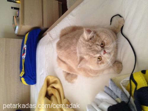 rifki Erkek Exotic Shorthair