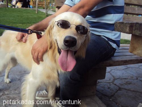 buddy Erkek Golden Retriever