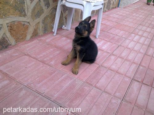 Şila Dişi Alman Çoban Köpeği