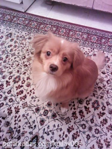 pappy Erkek Tibetli Spaniel