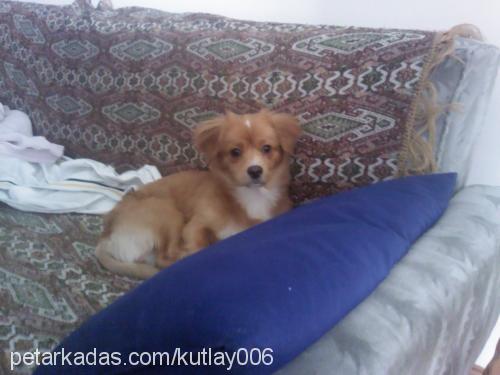 pappy Erkek Tibetli Spaniel