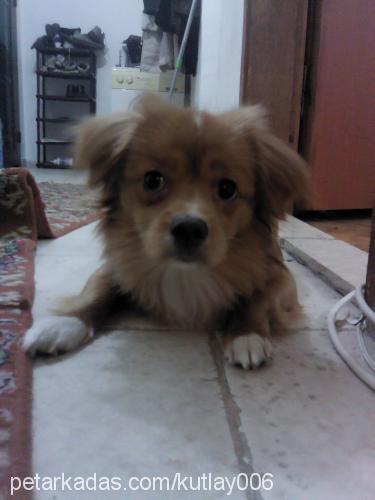 pappy Erkek Tibetli Spaniel