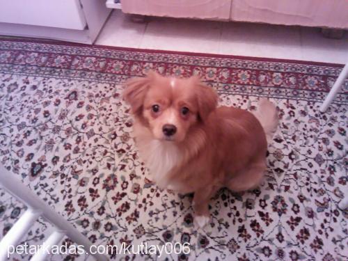 pappy Erkek Tibetli Spaniel