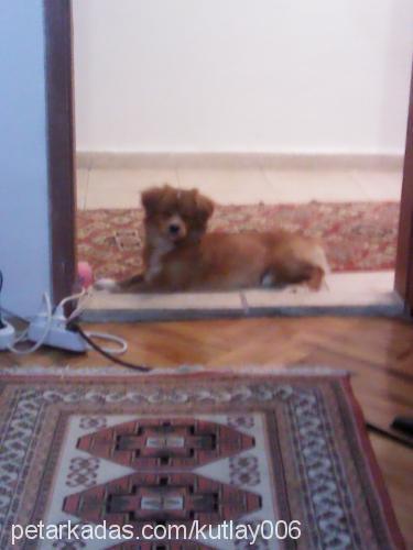 pappy Erkek Tibetli Spaniel