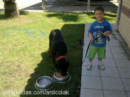 paşa Erkek Rottweiler