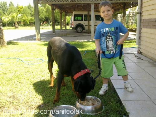 paşa Erkek Rottweiler