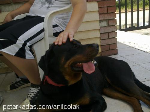 paşa Erkek Rottweiler