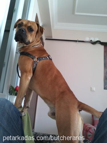 ares Erkek Boxer