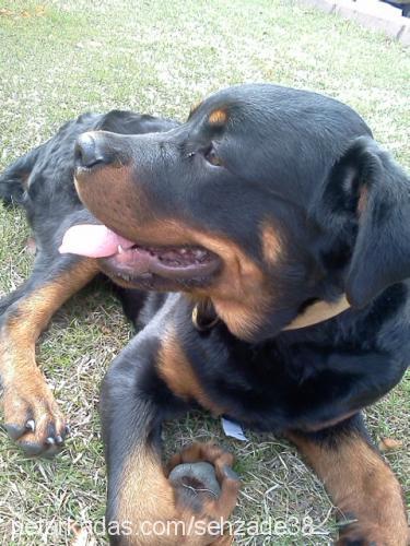 efee Erkek Rottweiler