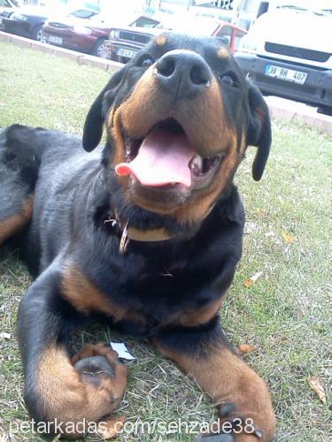 efee Erkek Rottweiler