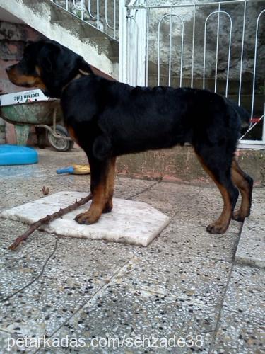 efee Erkek Rottweiler