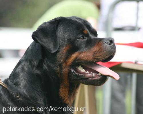 çet Erkek Rottweiler