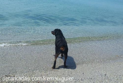 çet Erkek Rottweiler