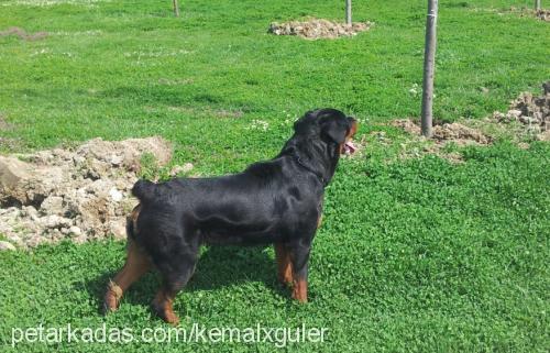 çet Erkek Rottweiler