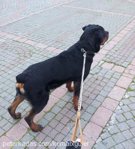 çet Erkek Rottweiler