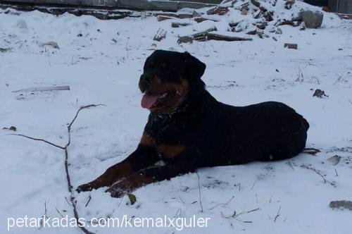 çet Erkek Rottweiler