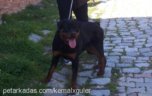 çet Erkek Rottweiler