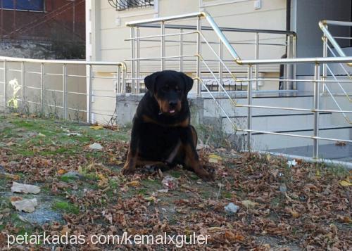 çet Erkek Rottweiler