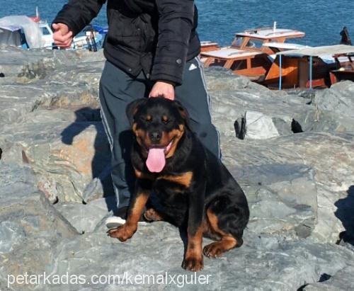 çet Erkek Rottweiler