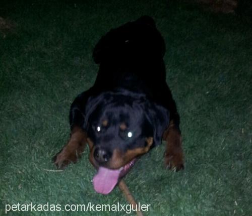 çet Erkek Rottweiler