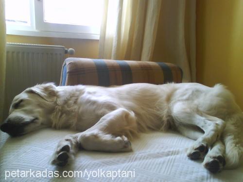 sürtük Dişi Golden Retriever