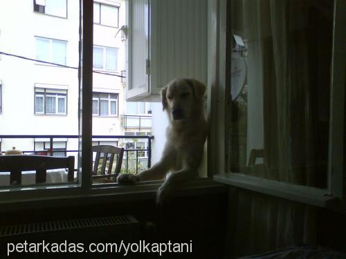 sürtük Dişi Golden Retriever