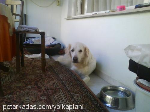 sürtük Dişi Golden Retriever