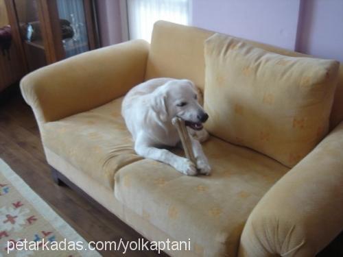 sürtük Dişi Golden Retriever