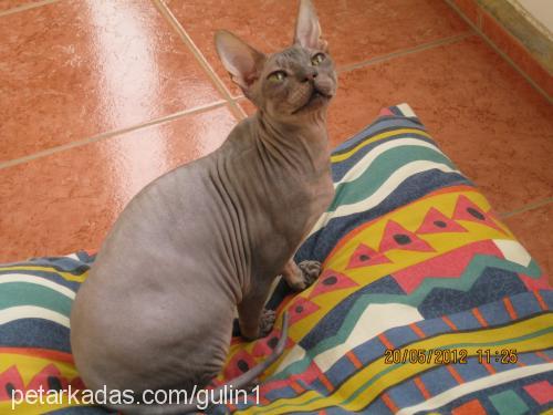 yumak Erkek Sphynx