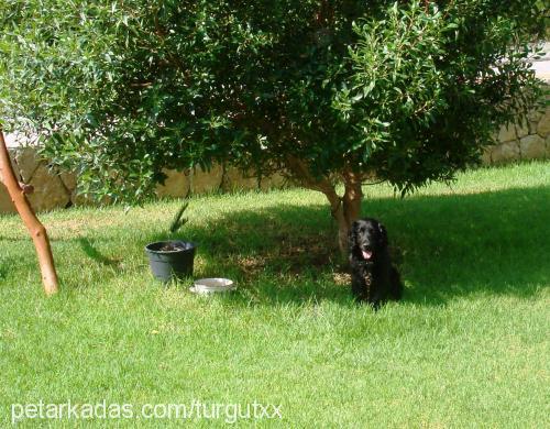 jack Erkek Field Spaniel