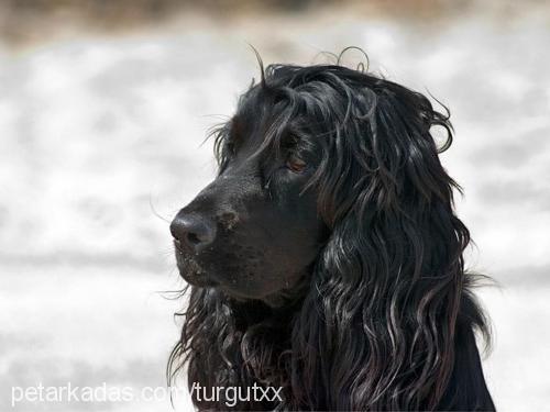 jack Erkek Field Spaniel