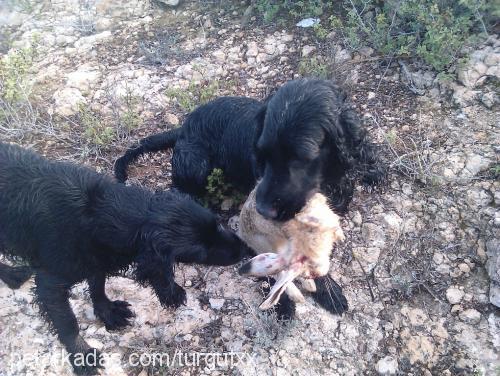 jack Erkek Field Spaniel