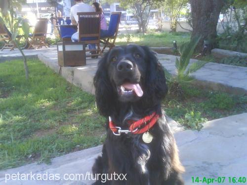 jack Erkek Field Spaniel