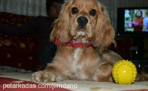 lira Dişi Amerikan Cocker Spaniel