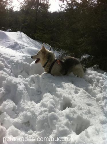 carmen Dişi Alaskan Malamute