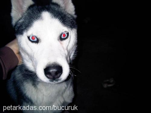 mask Dişi Sibirya Kurdu (Husky)