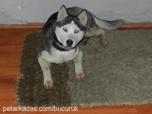 mask Dişi Sibirya Kurdu (Husky)