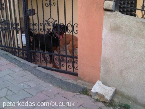 ares Dişi Rottweiler