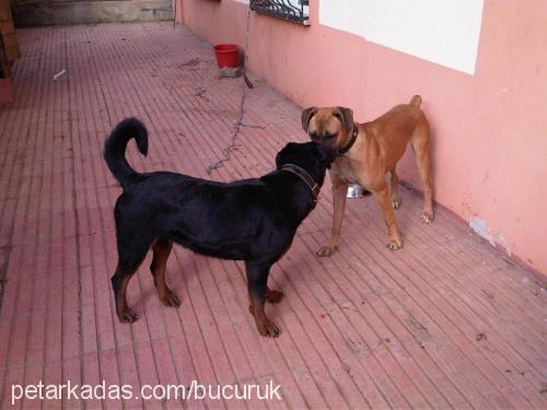 ares Dişi Rottweiler