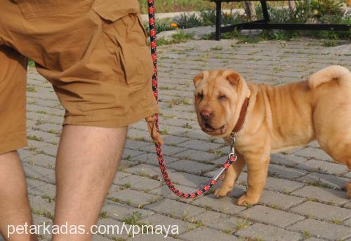 maya Dişi Çin Shar-Pei