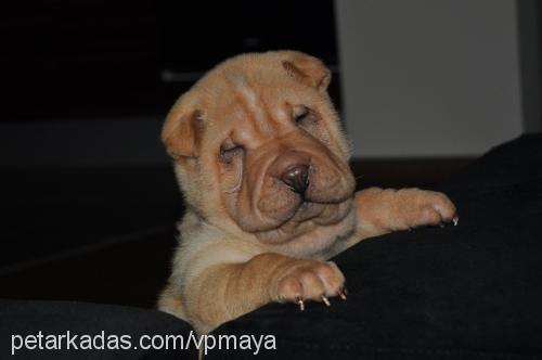 maya Dişi Çin Shar-Pei