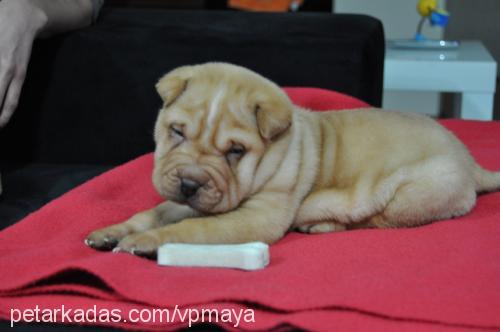 maya Dişi Çin Shar-Pei