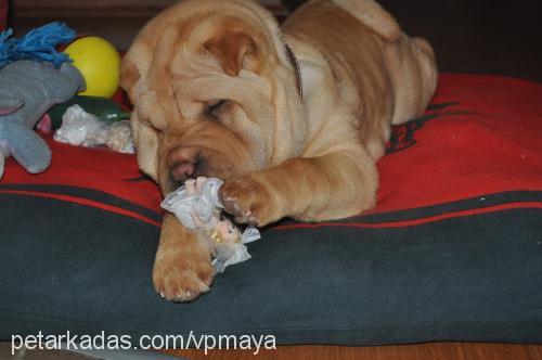 maya Dişi Çin Shar-Pei