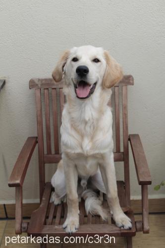 odie Erkek Golden Retriever