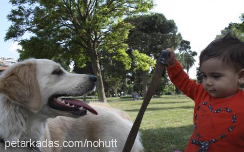 nohut Dişi Golden Retriever