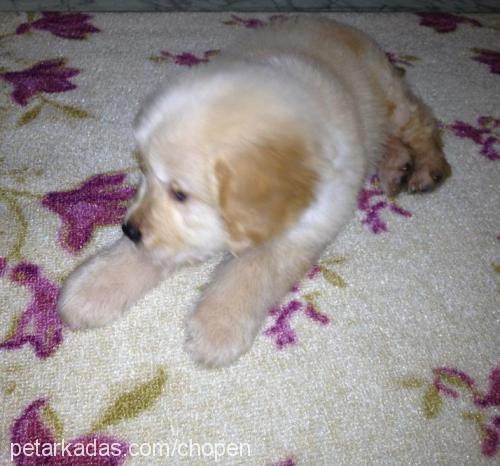 chopen Erkek Golden Retriever