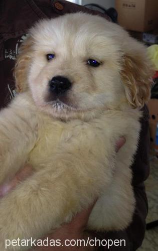 chopen Erkek Golden Retriever